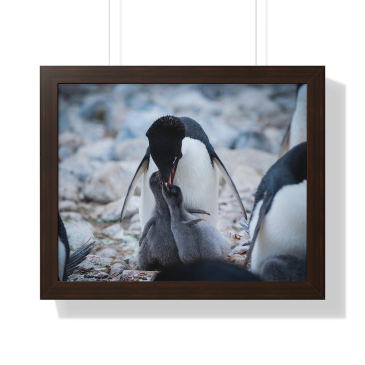 Feeding Time - Framed Print