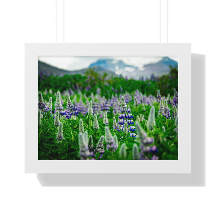 Glowing Lupin with Mountains - Framed Print