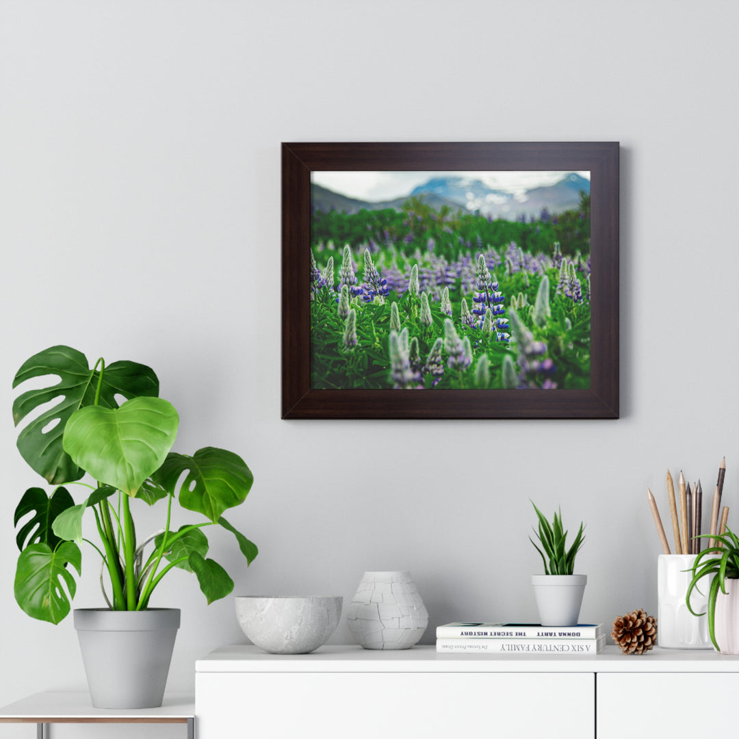 Glowing Lupin with Mountains - Framed Print
