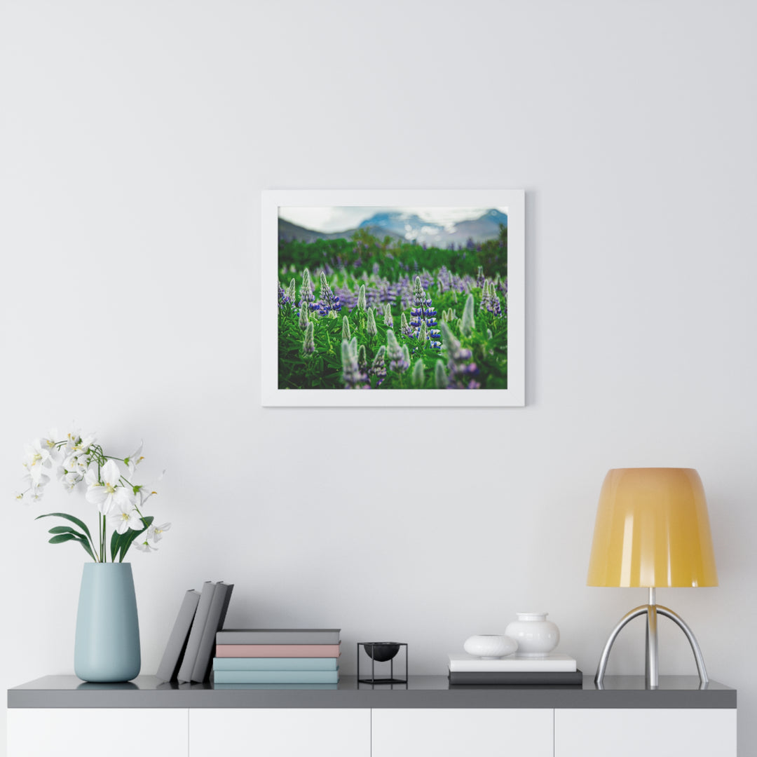 Glowing Lupin with Mountains - Framed Print