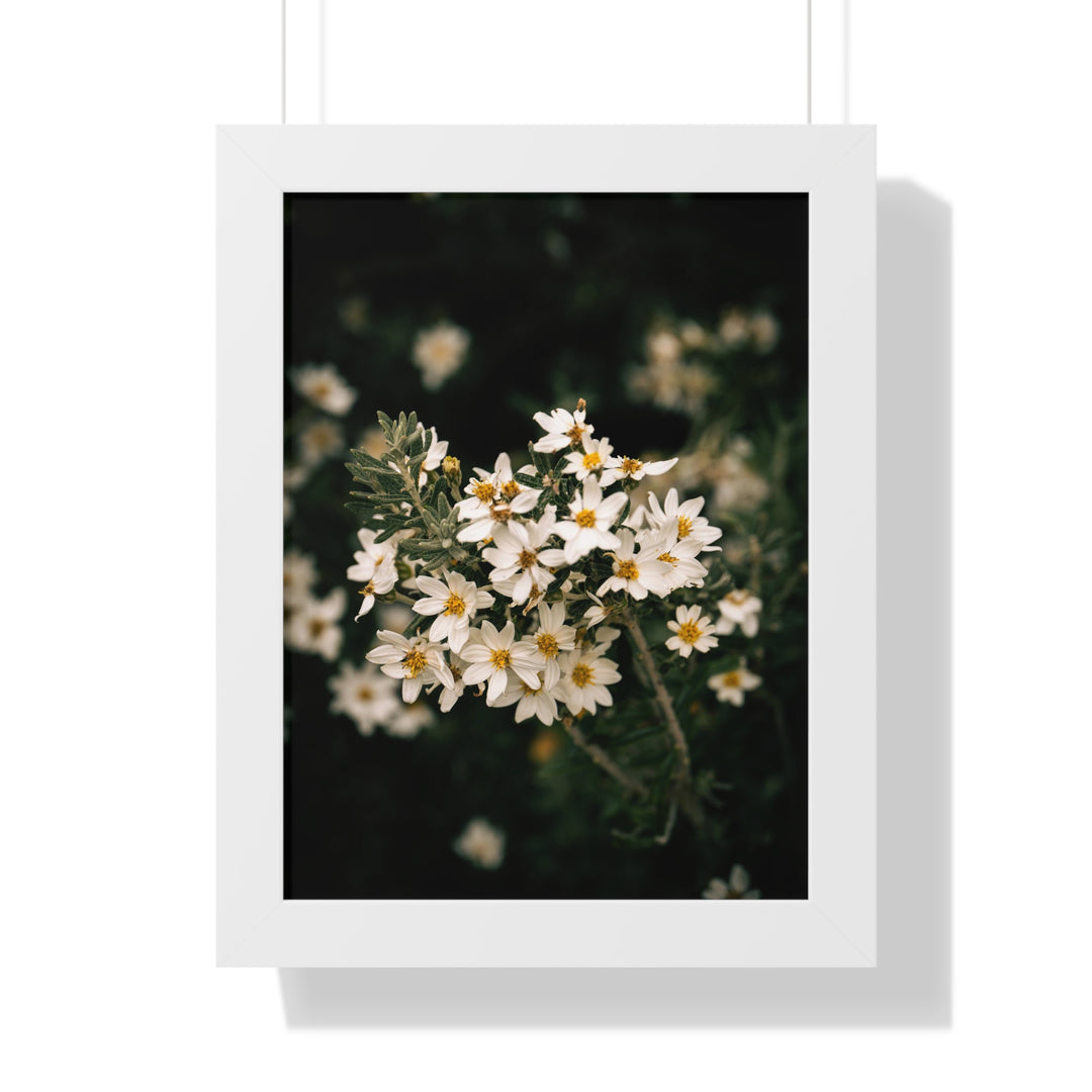 A Touch of White - Framed Print
