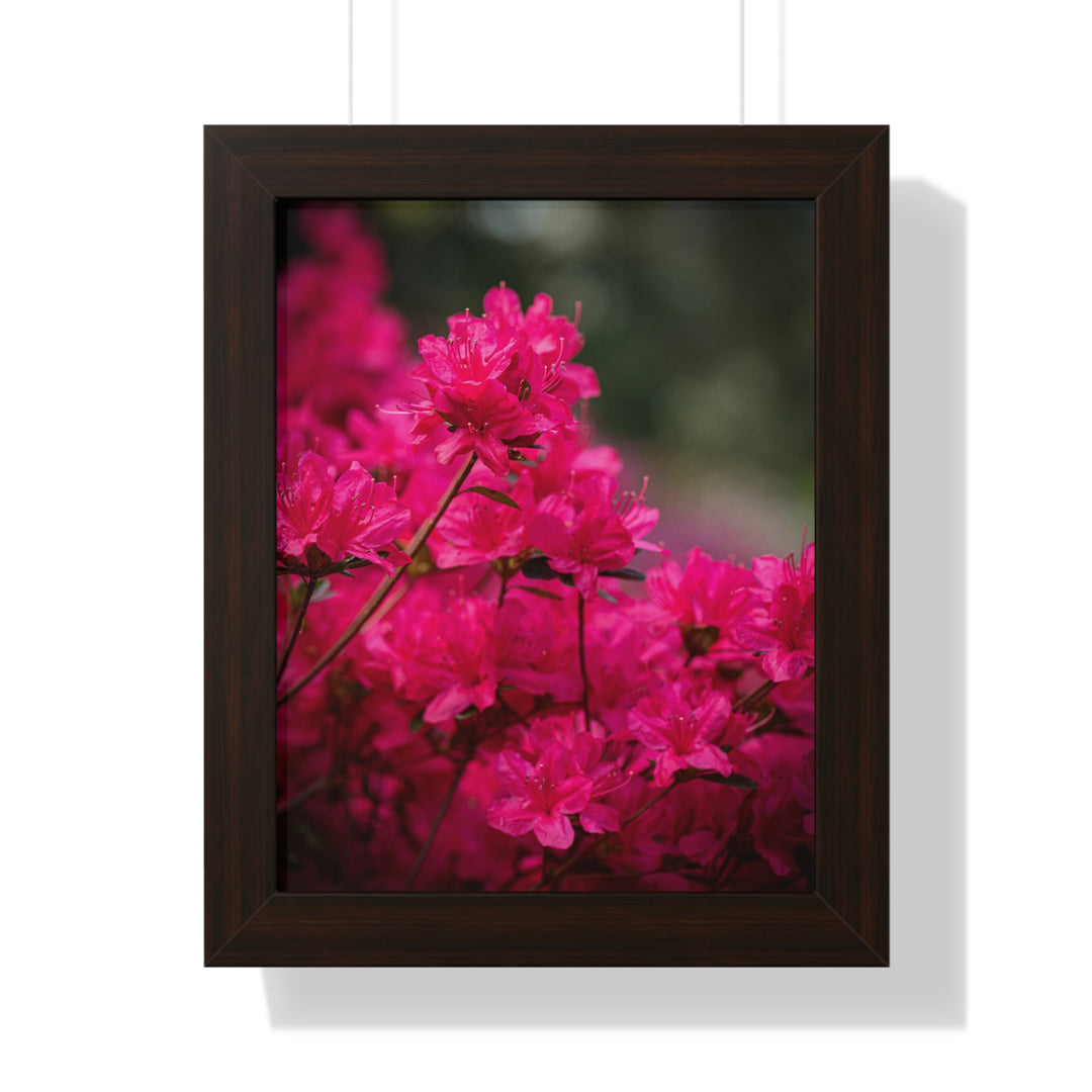 Full Bloom - Framed Print