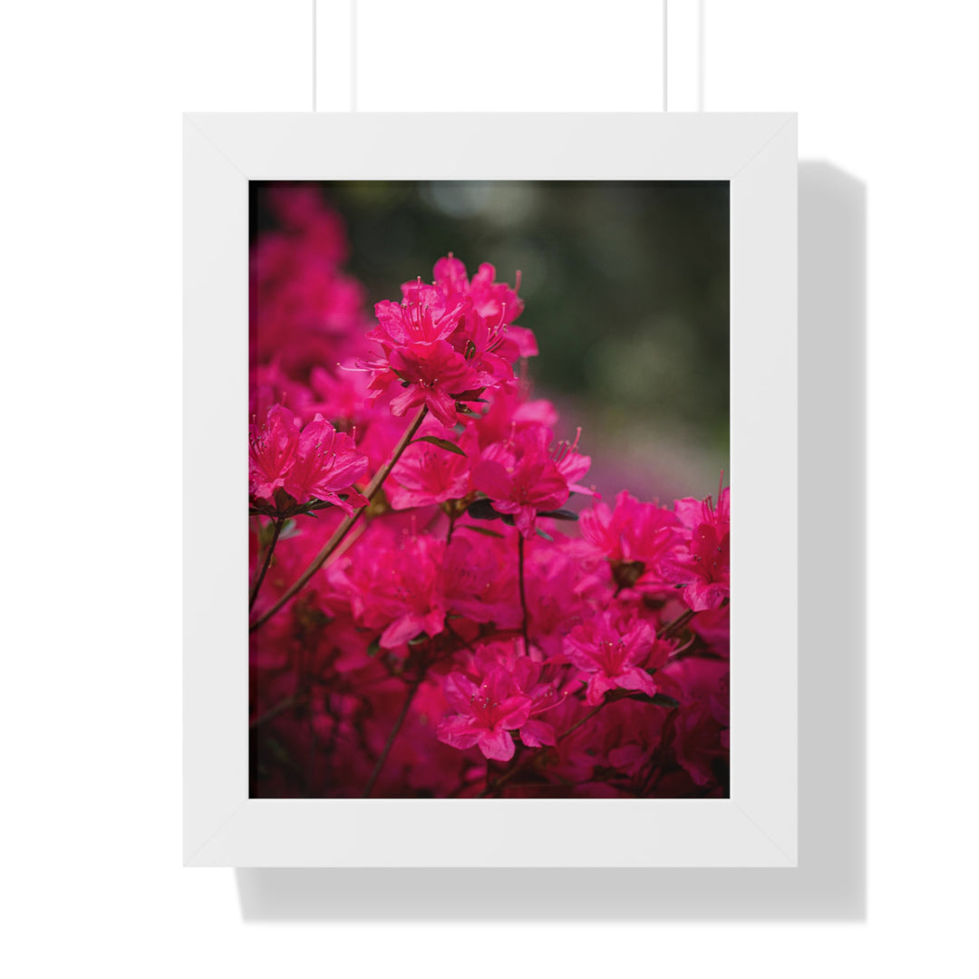 Full Bloom - Framed Print