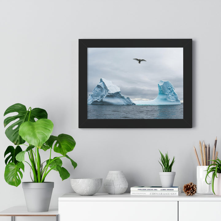 Antarctic Flight - Framed Print