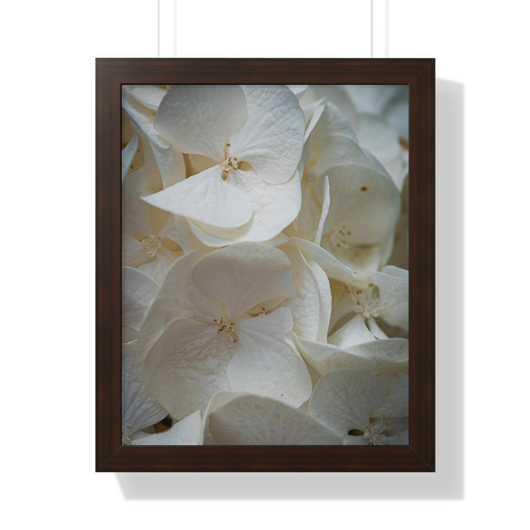 White Hydrangea Detail - Framed Print