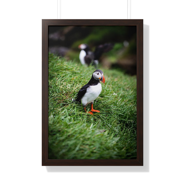 Curious Look - Framed Print