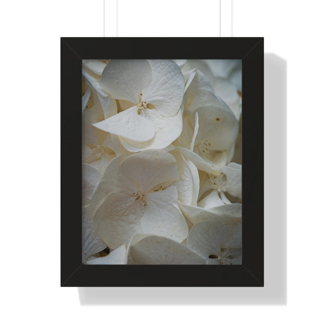White Hydrangea Detail - Framed Print