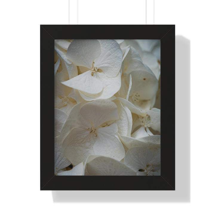 White Hydrangea Detail - Framed Print