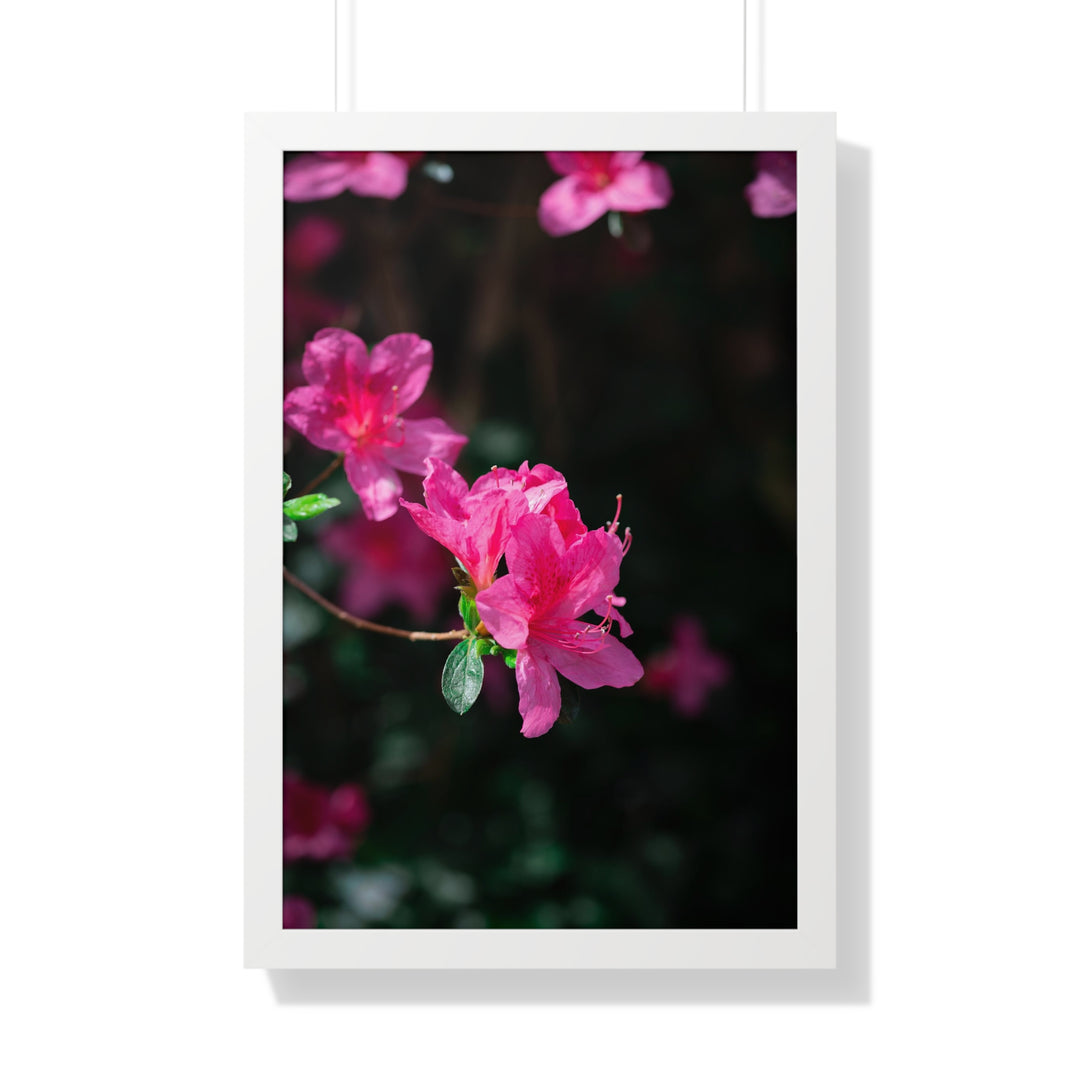 Standout Azalea - Framed Print