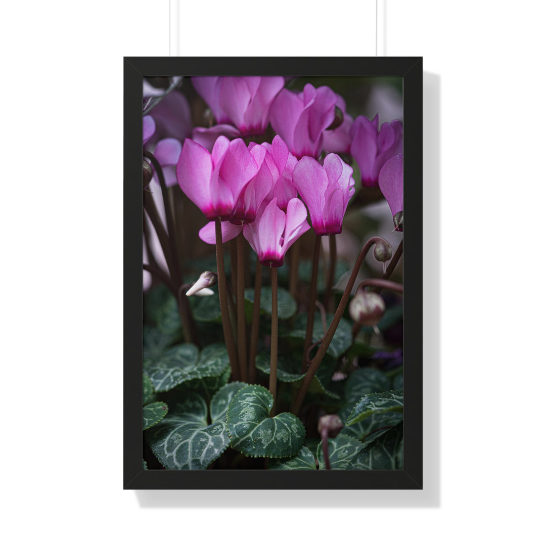Cyclamen Reach - Framed Print
