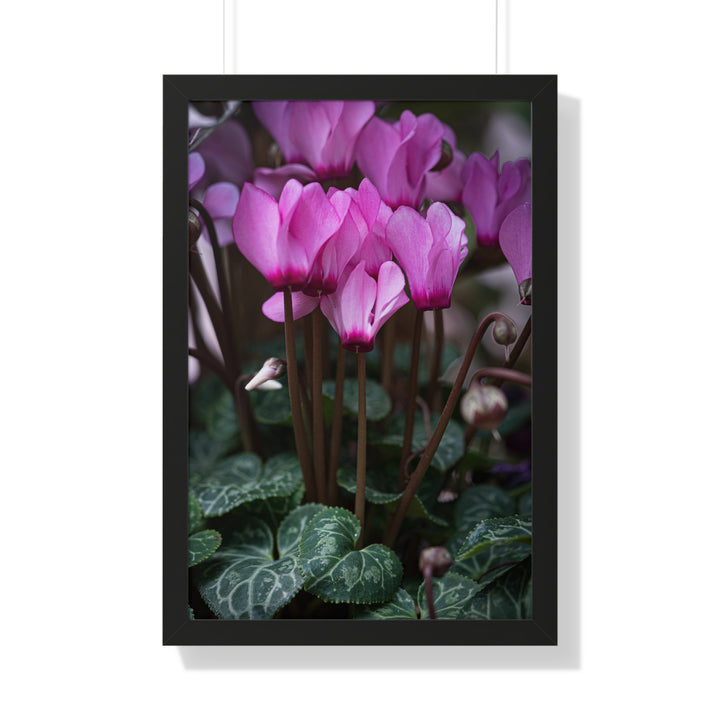Cyclamen Reach - Framed Print