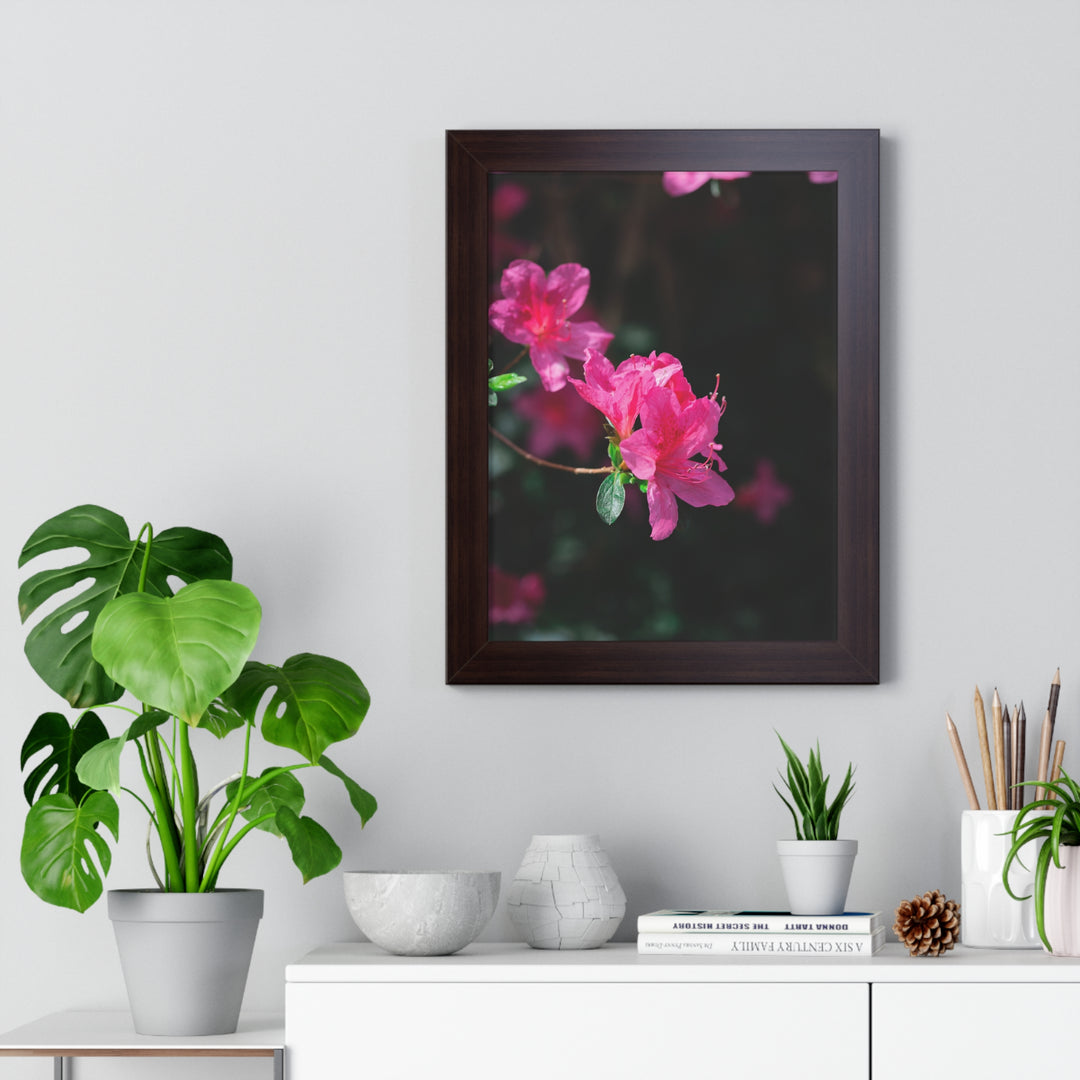 Standout Azalea - Framed Print