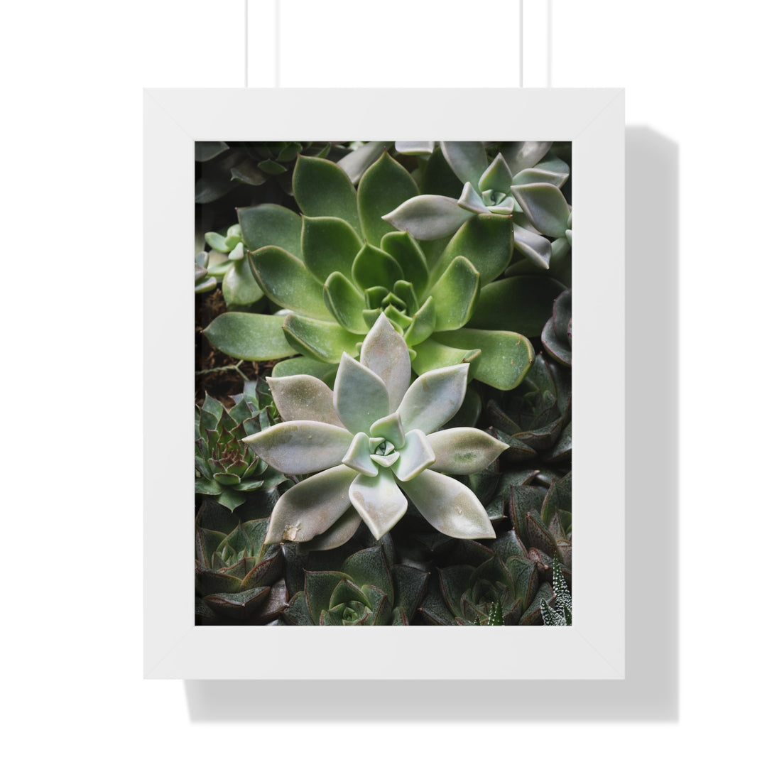 Succulent Array - Framed Print