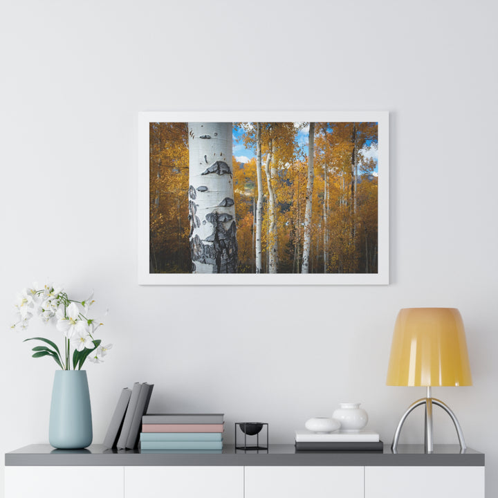 Aspens Changing - Framed Print