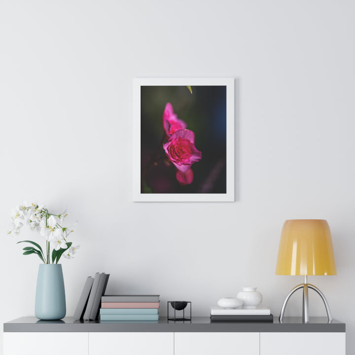 Hybrid Tea Rose - Framed Print