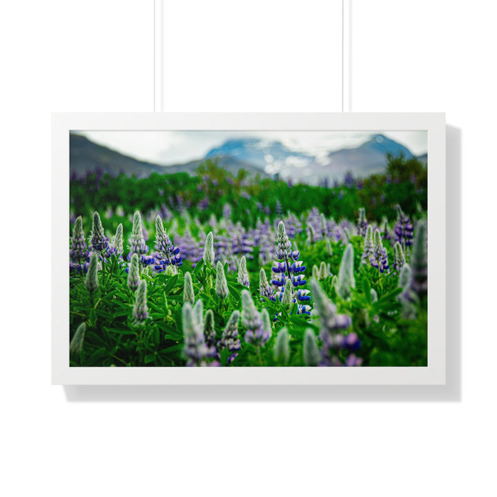 Glowing Lupin with Mountains - Framed Print