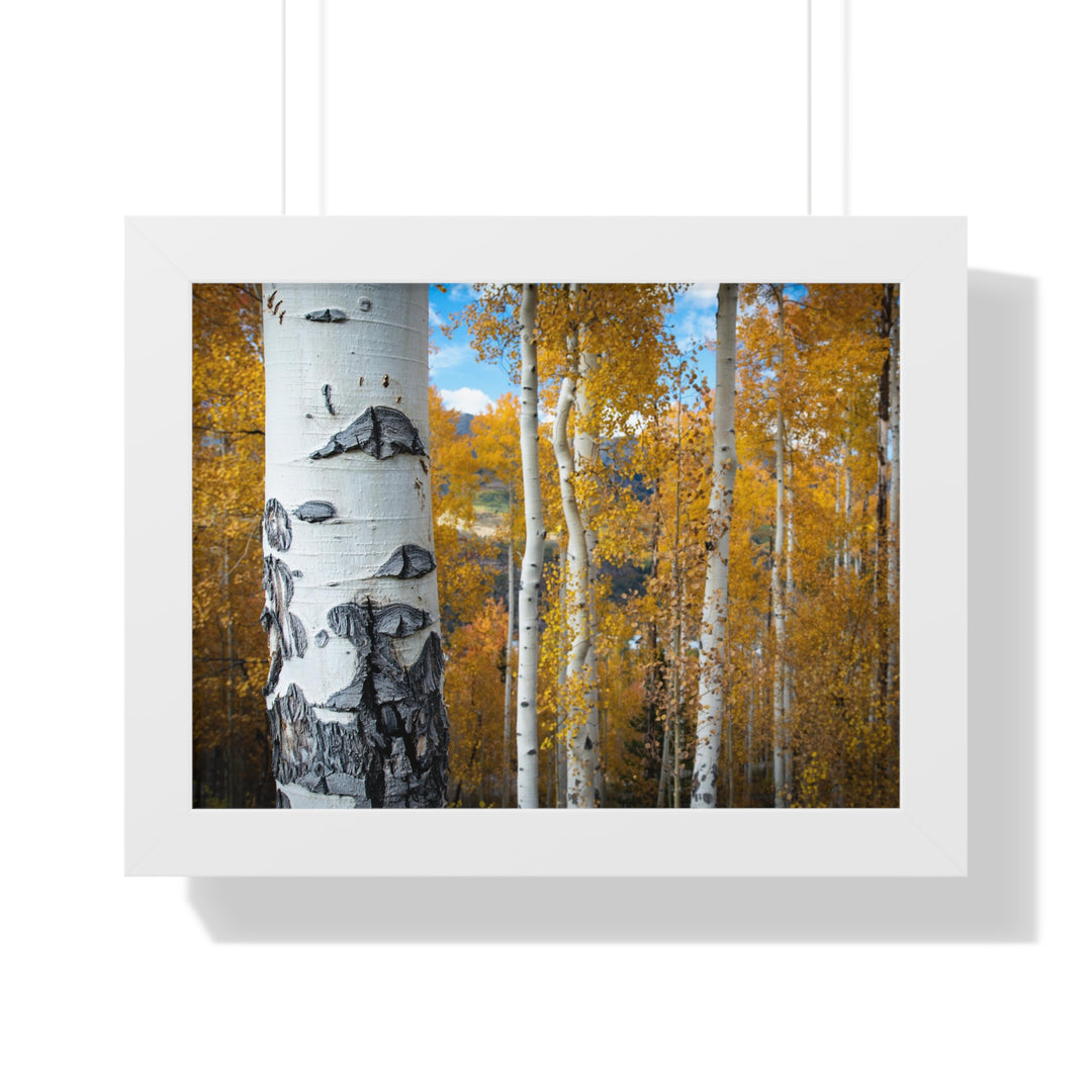 Aspens Changing - Framed Print