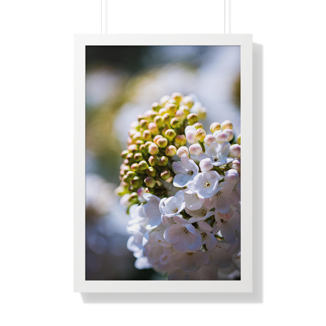 Mid-Bloom - Framed Print