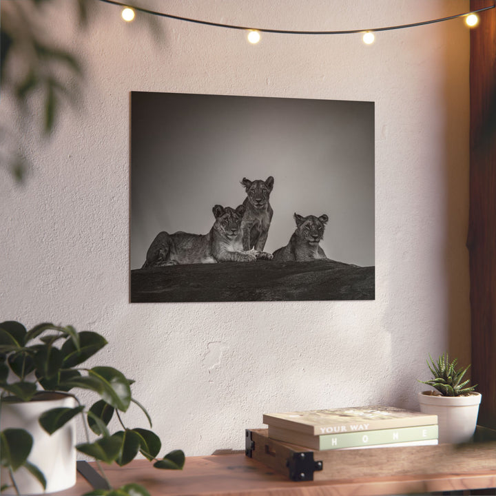 When the Light Fades Black and White | Aluminum Wall Art | Elemental Escape Collection