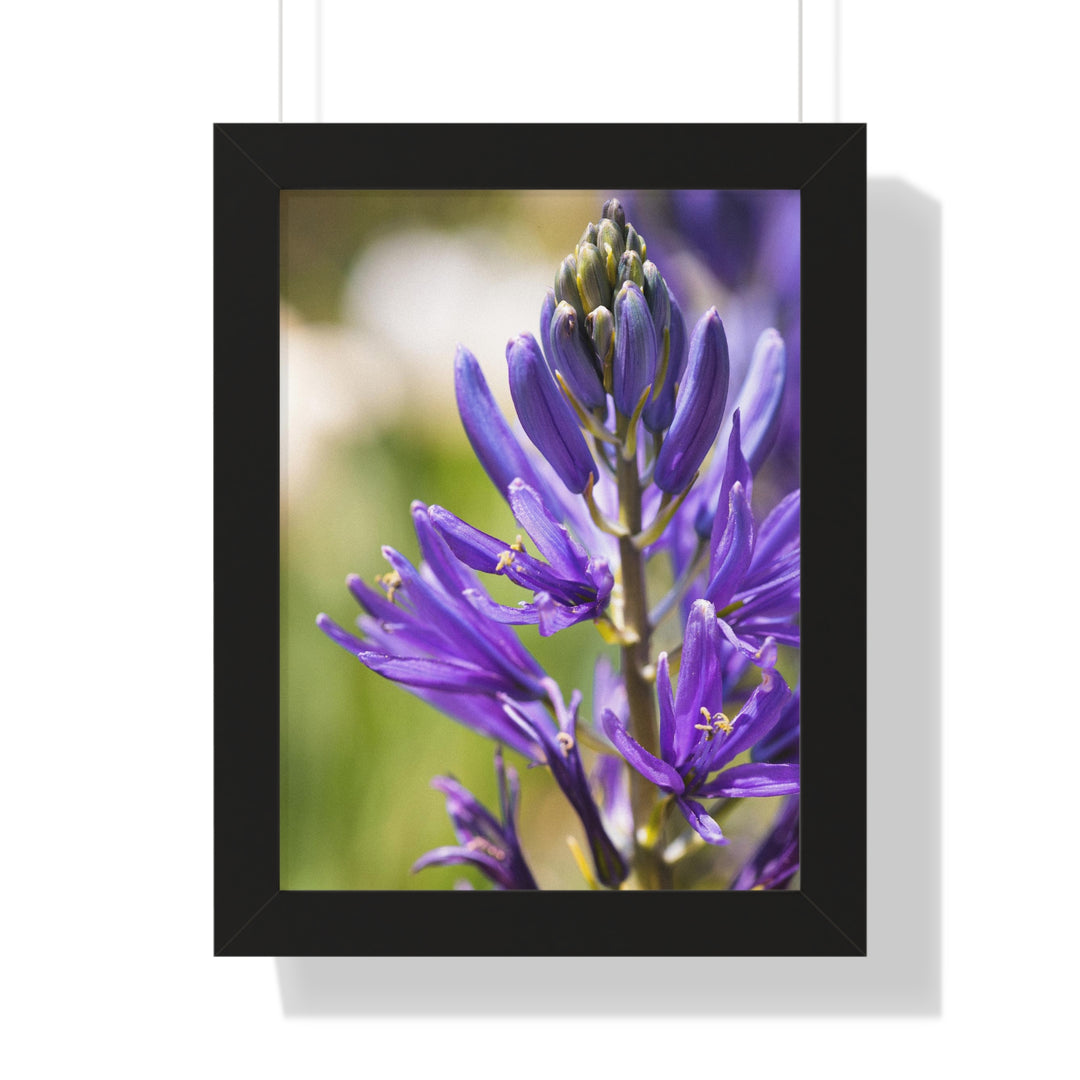 Camas in Bloom - Framed Print