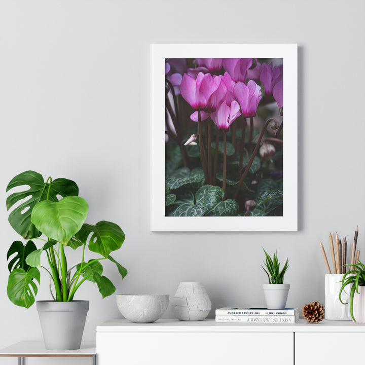 Cyclamen Reach - Framed Print