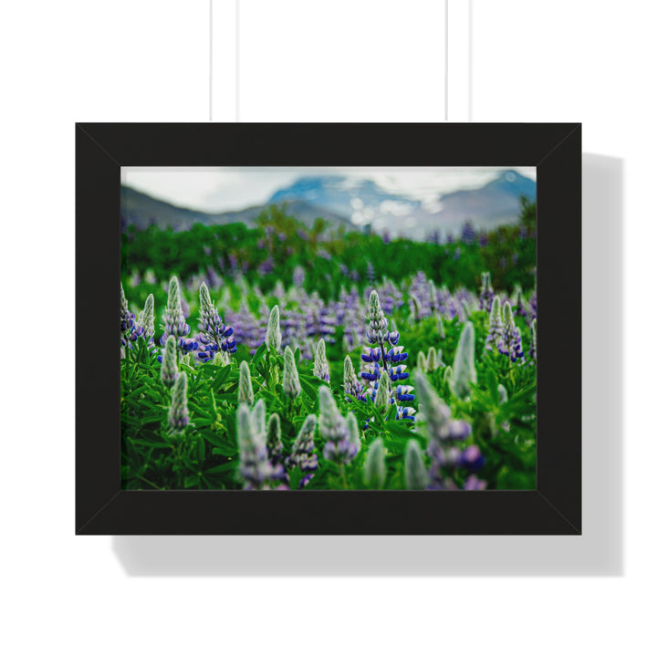 Glowing Lupin with Mountains - Framed Print