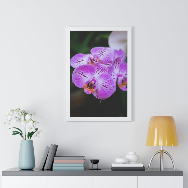 Orchid in Pink - Framed Print