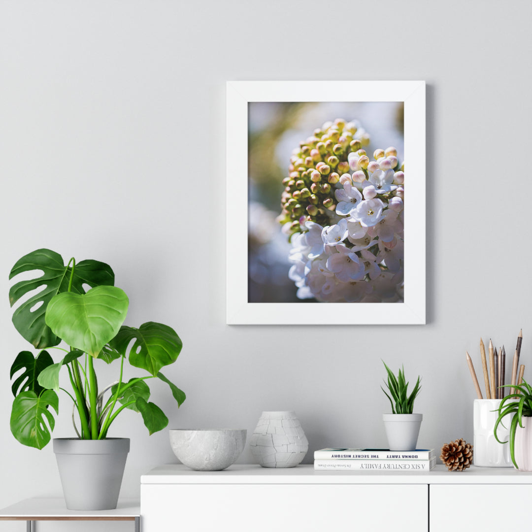 Mid-Bloom - Framed Print