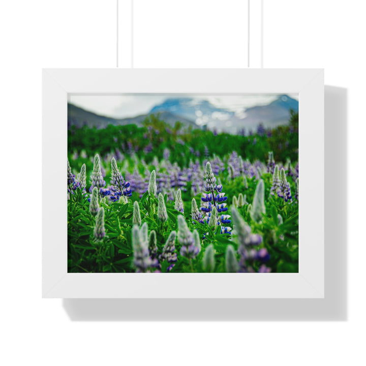 Glowing Lupin with Mountains - Framed Print