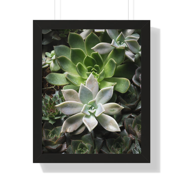 Succulent Array - Framed Print