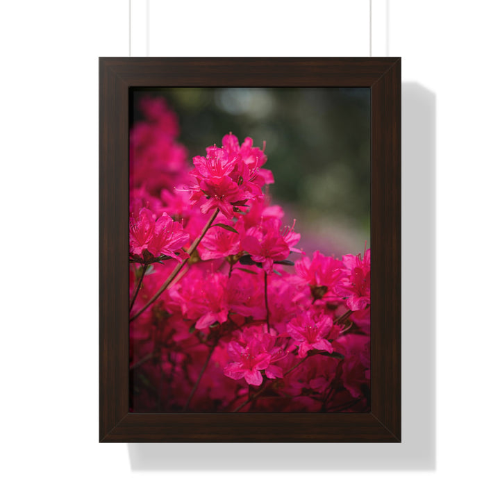 Full Bloom - Framed Print