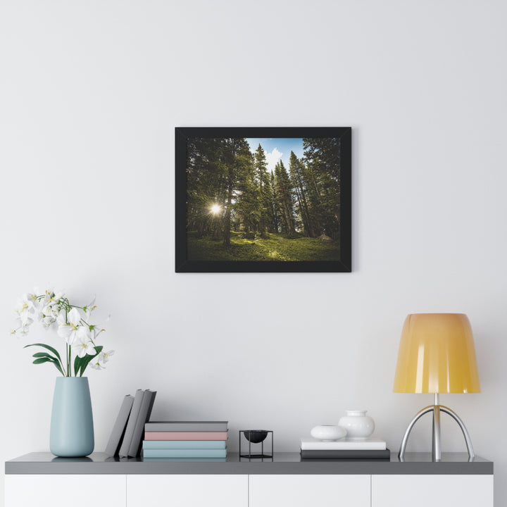 Forest Light - Framed Print