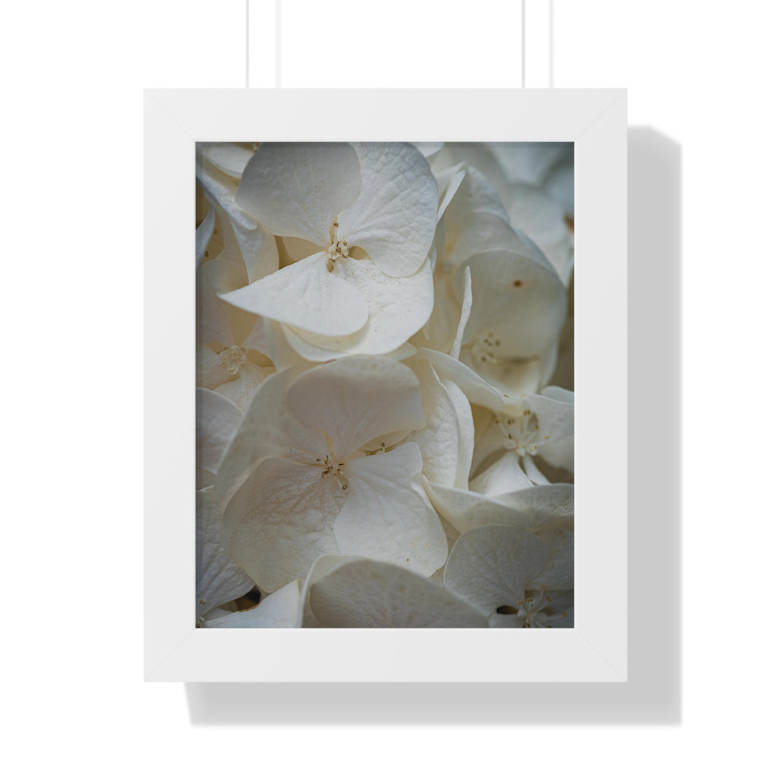 White Hydrangea Detail - Framed Print