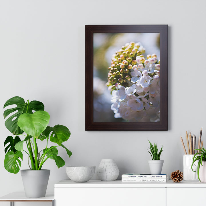 Mid-Bloom - Framed Print