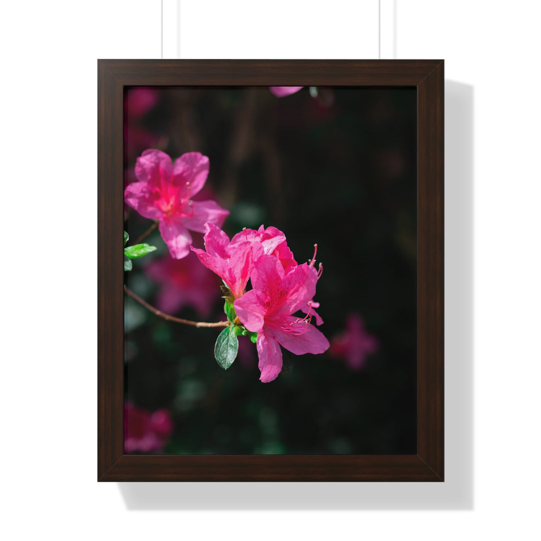 Standout Azalea - Framed Print