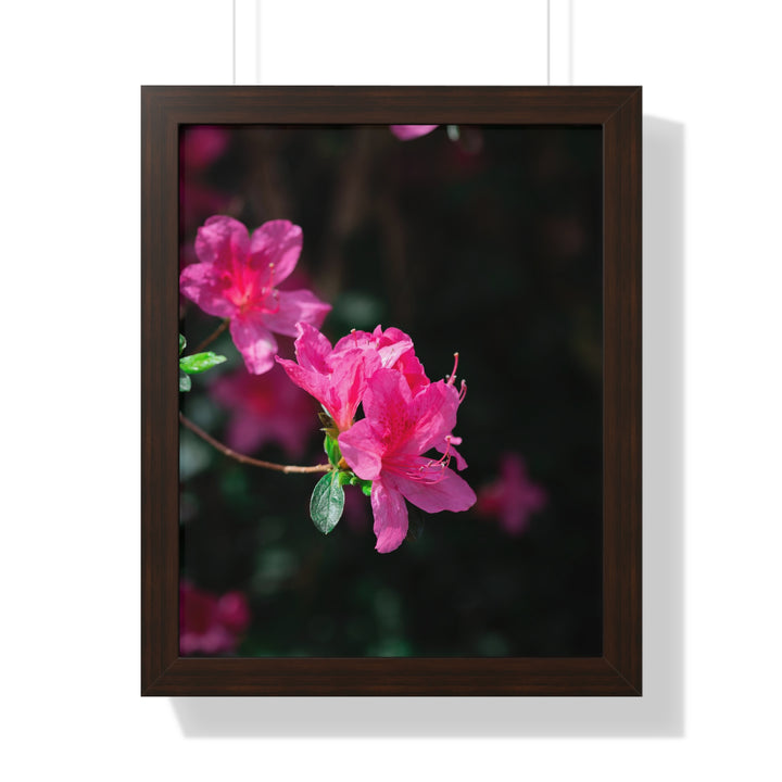 Standout Azalea - Framed Print
