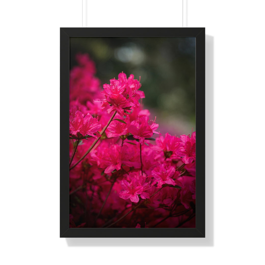 Full Bloom - Framed Print