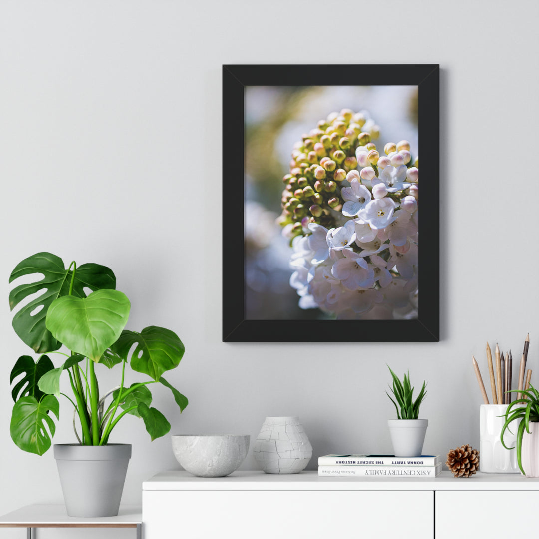 Mid-Bloom - Framed Print