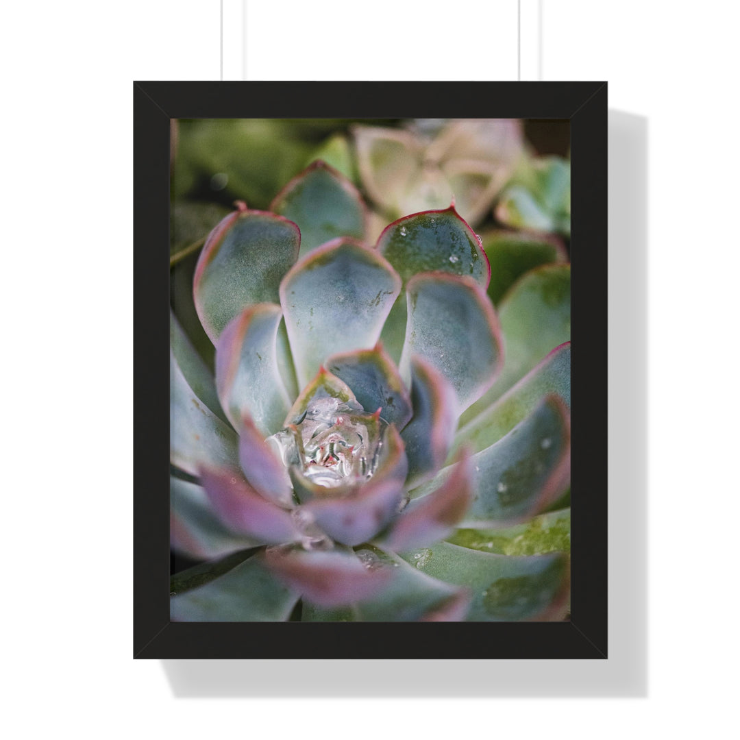 Stunning Succulent - Framed Print