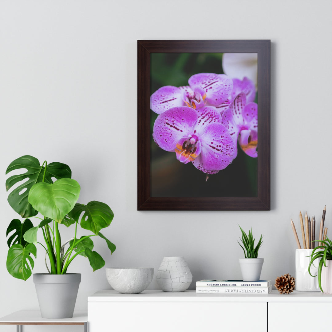 Orchid in Pink - Framed Print