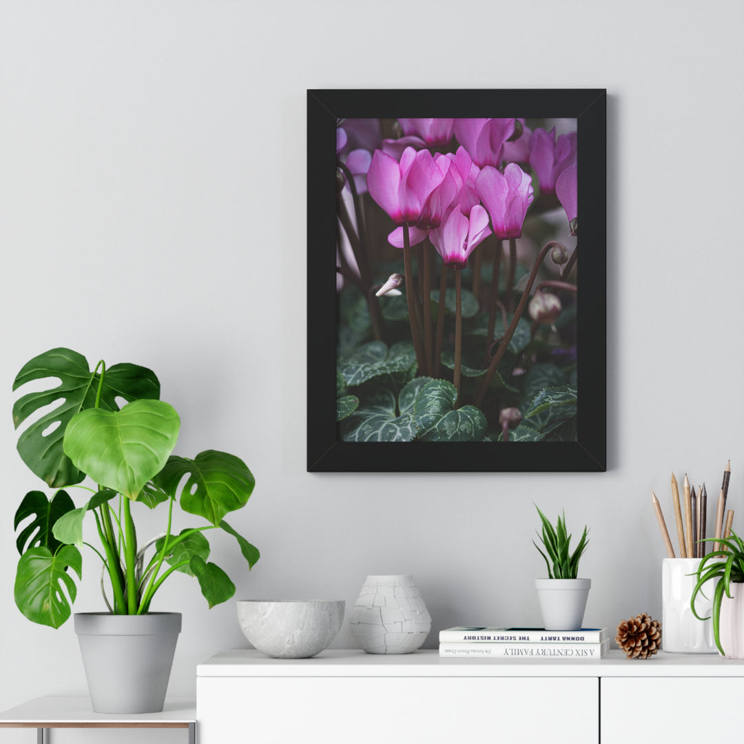 Cyclamen Reach - Framed Print