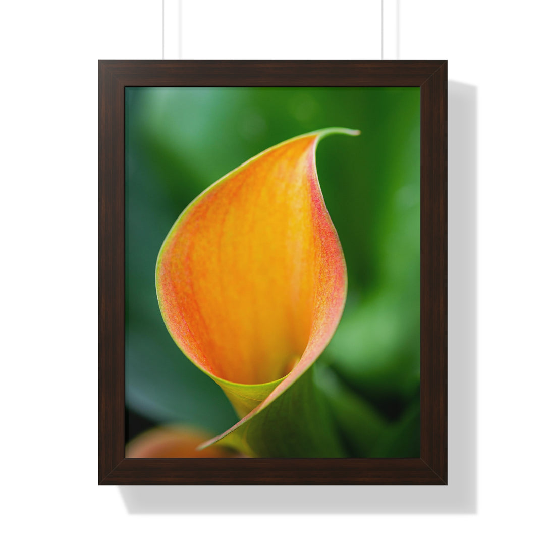 Orange Calla Lily - Framed Print