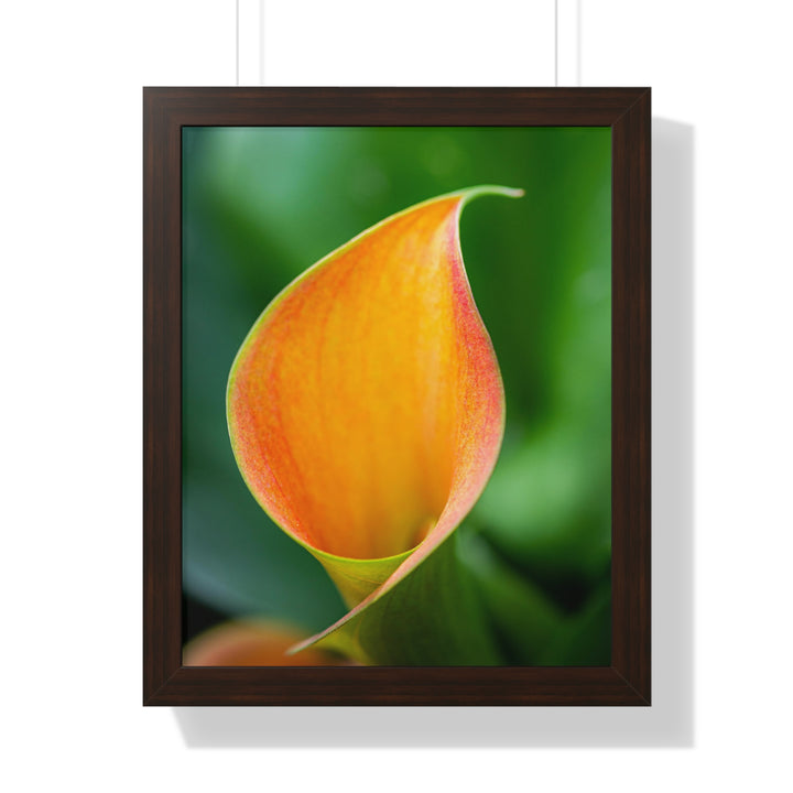 Orange Calla Lily - Framed Print