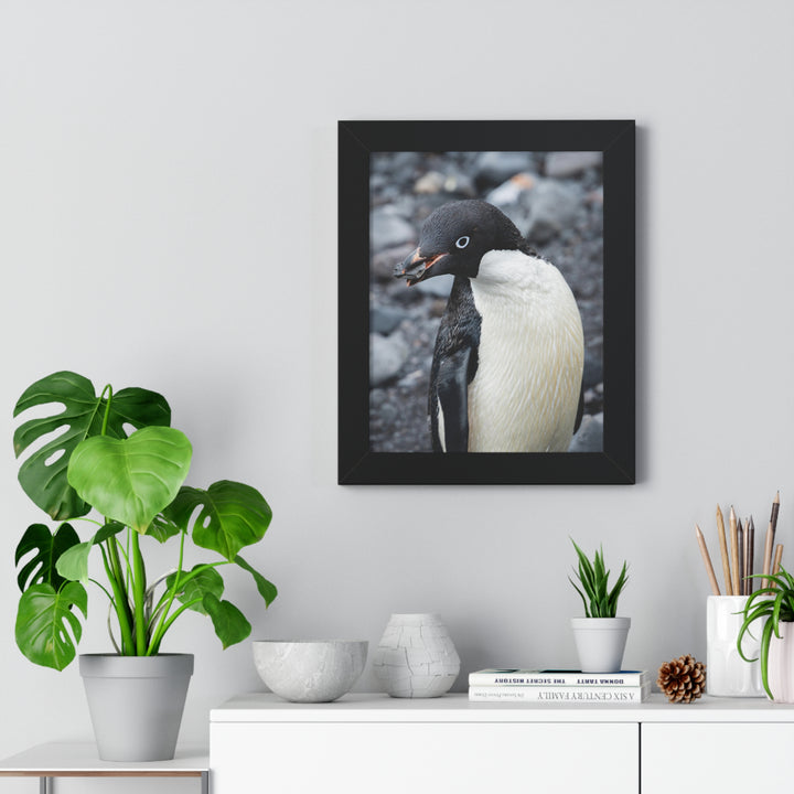 A Penguin's Pebble - Framed Print