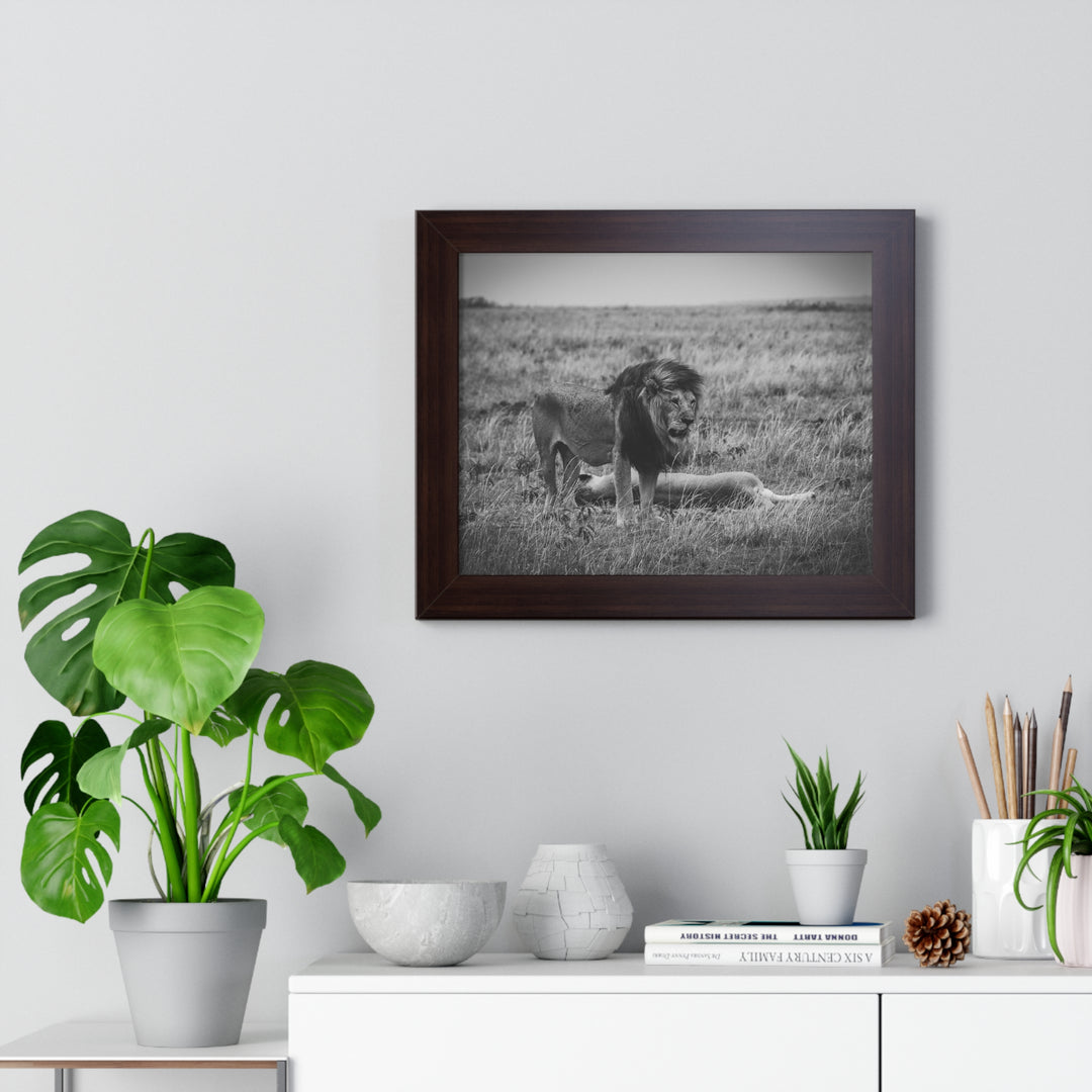 Mating Lions in Black and White - Framed Print