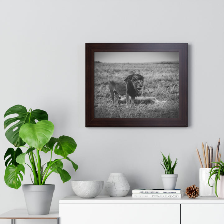 Mating Lions in Black and White - Framed Print