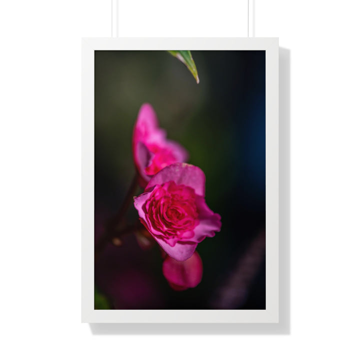 Hybrid Tea Rose - Framed Print