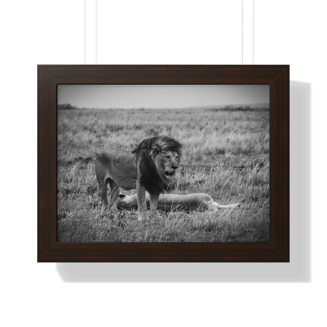 Mating Lions in Black and White - Framed Print