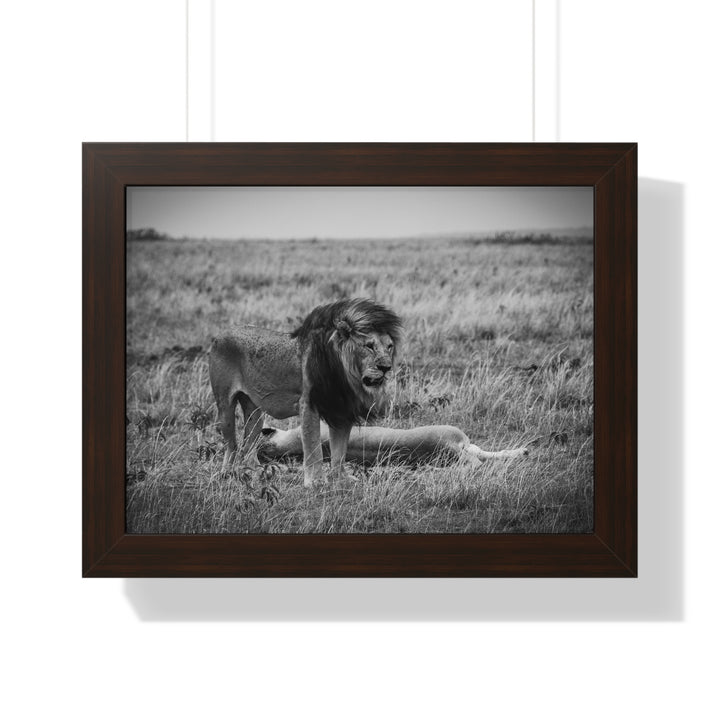 Mating Lions in Black and White - Framed Print