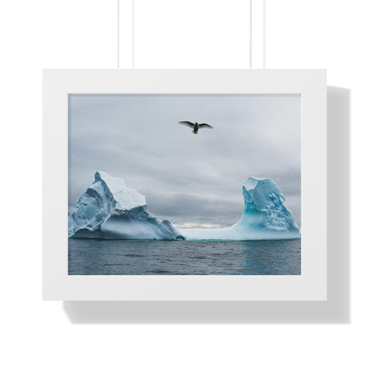 Antarctic Flight - Framed Print